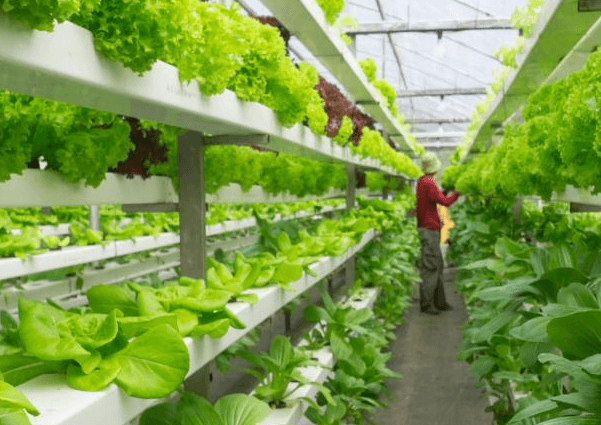vertical farm