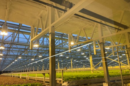 Greenswell growing hall — bays of greens at harvest stage under glass and supplemental lighting